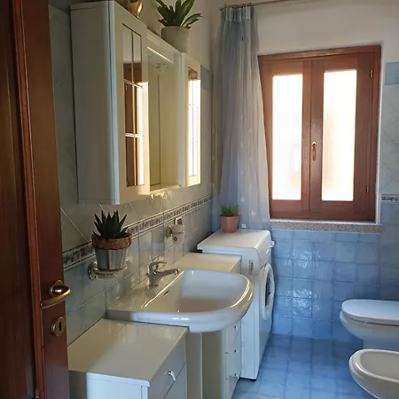 Abete Bianco